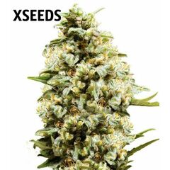 Auto Critical Kush (X), Фасовка: 5